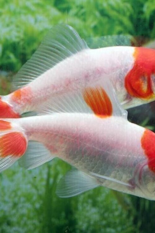 2 pk Live Wakin 3″ Goldfish for fish tank, koi pond or aquarium FAST SHIP