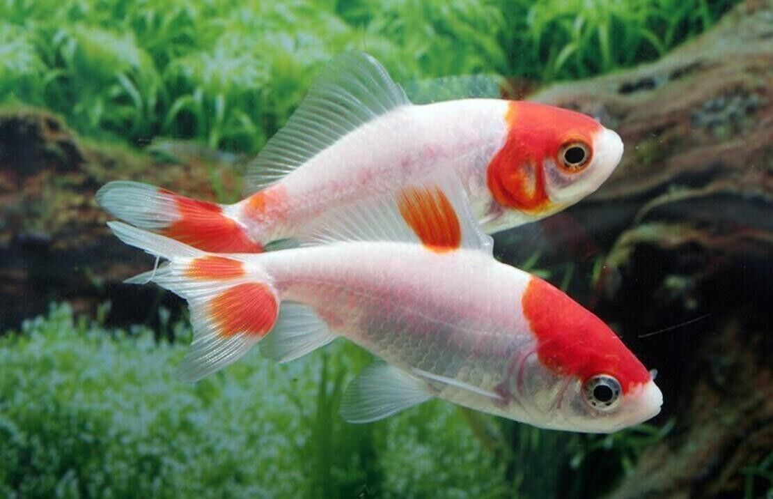 2 pk Live Wakin 3" Goldfish for fish tank, koi pond or aquarium FAST SHIP
