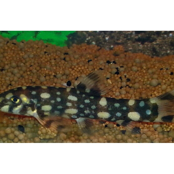 Marble Kubotai Loach Large - Freshwater Live Fish FAST SHIP