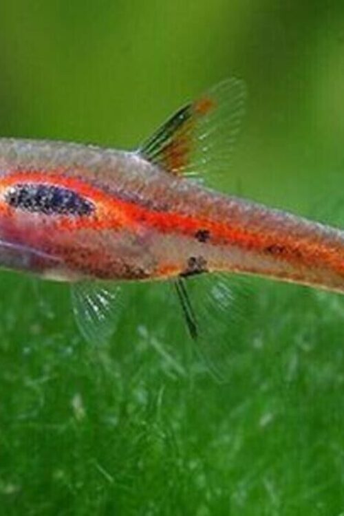 10 PHOENIX RASBORA (BORARAS MERAH) Nano Fish FAST SHIP FAST SHIP