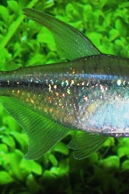 Diamond Tetra Med. – SPARKLING! Aquatic Enchantment! 🐠 FAST SHIP