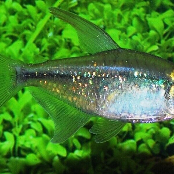 Diamond Tetra Med. - SPARKLING! Aquatic Enchantment! 🐠 FAST SHIP
