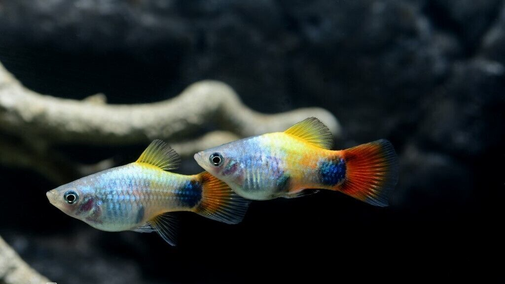 57-28.png 5X Blue Butterfly Moon Platys - Freshwater Aquarium New Platy FAST SHIP - Image 1