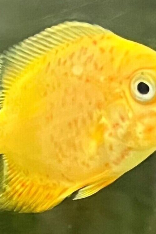 2x Red Spotted Gold Severum 1.5″ RARE Limited quantity FAST SHIP