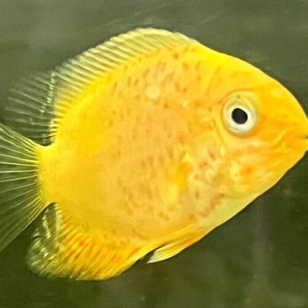 2x Red Spotted Gold Severum 1.5" RARE Limited quantity FAST SHIP
