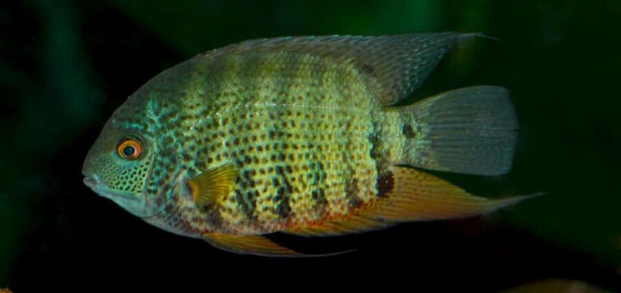 57-287.jpg 🌿 Peruvian Green Severum 2" (Heros severus) – A Vibrant and Peaceful Cichlid! Limited quantity - Image 1
