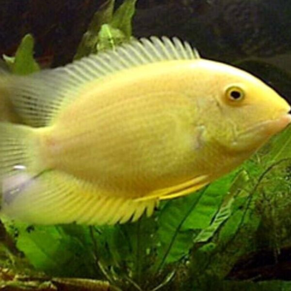 2x Gold Severum 1.5" RARE Limited quantity FAST SHIP Live fish