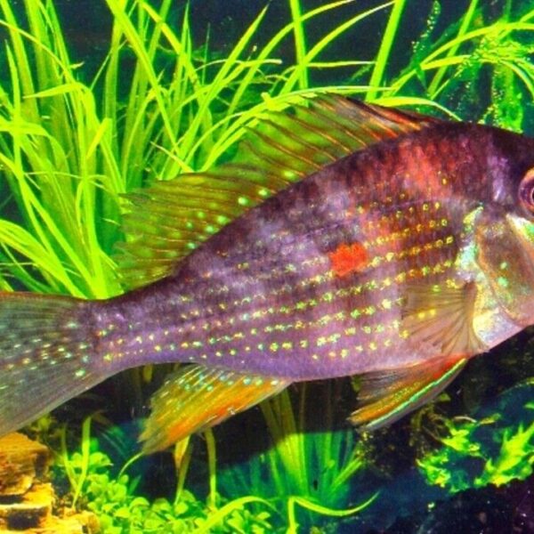 2x Threadfin Acara Cichlids 2" - 2.5" Live Tropical Aquarium Fish FAST SHIP