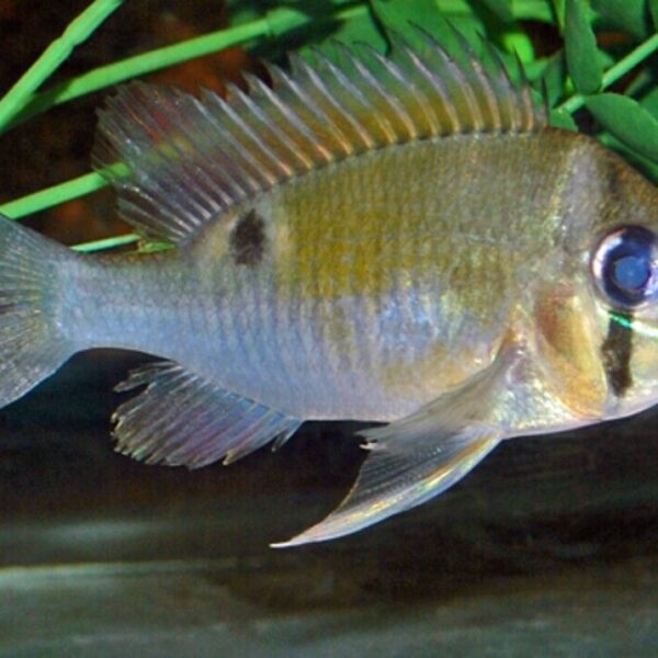 2x Biotodoma Cupido 2 - 2.5" Cupid CICHLID Live Fish FAST SHIP