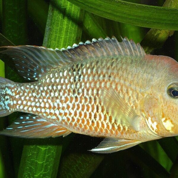 3X Geophagus Red Hump Cichlids 1.25 - 1.5" - Freshwater Live Fish FAST SHIP