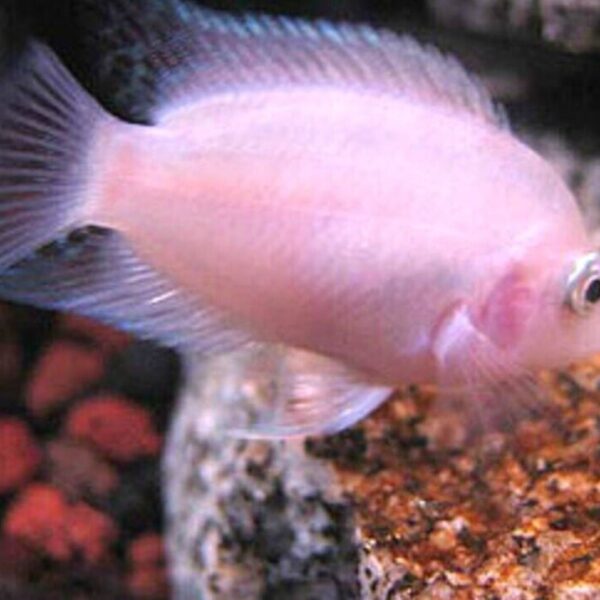 PINK CONVICT CICHLIDS 2" Beautiful Live Freshwater