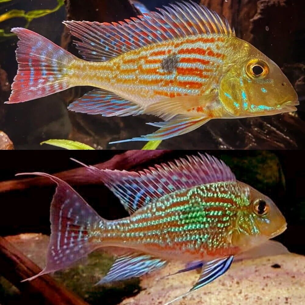 57-296.jpg 2x Sven's Eartheater Cichlids 1.5" Freshwater Live Fish FAST SHIP - Image 1