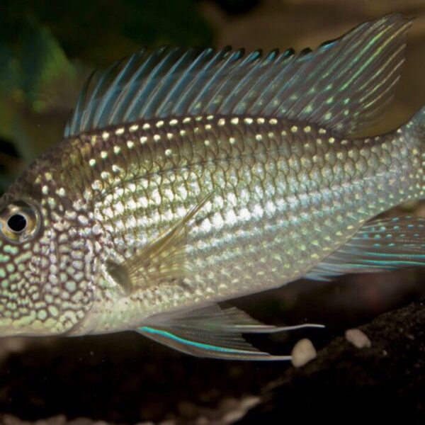 Jurupari Cichlid 1" Satanoperca Jurupari Cichlid Live Fish