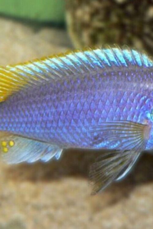 3 Pack Yellow Tail Acei 1.5″ – 2″  – Active Freshwater Cichlid FAST SHIP