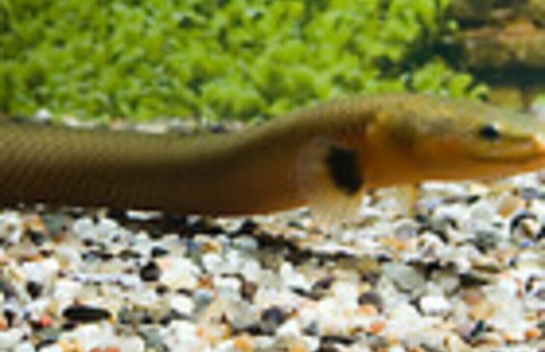 Rope Fish 4" - 5" Freshwater Aquarium Fish Bottom-Dweller FAST SHIP