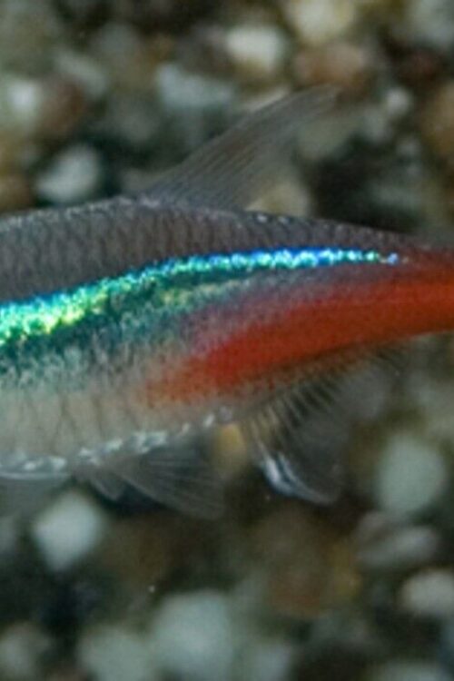 24 Neon Tetra (Med-Lrg size) Mesmerizing Vibrant