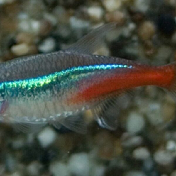 24 Neon Tetra (Med-Lrg size) Mesmerizing Vibrant