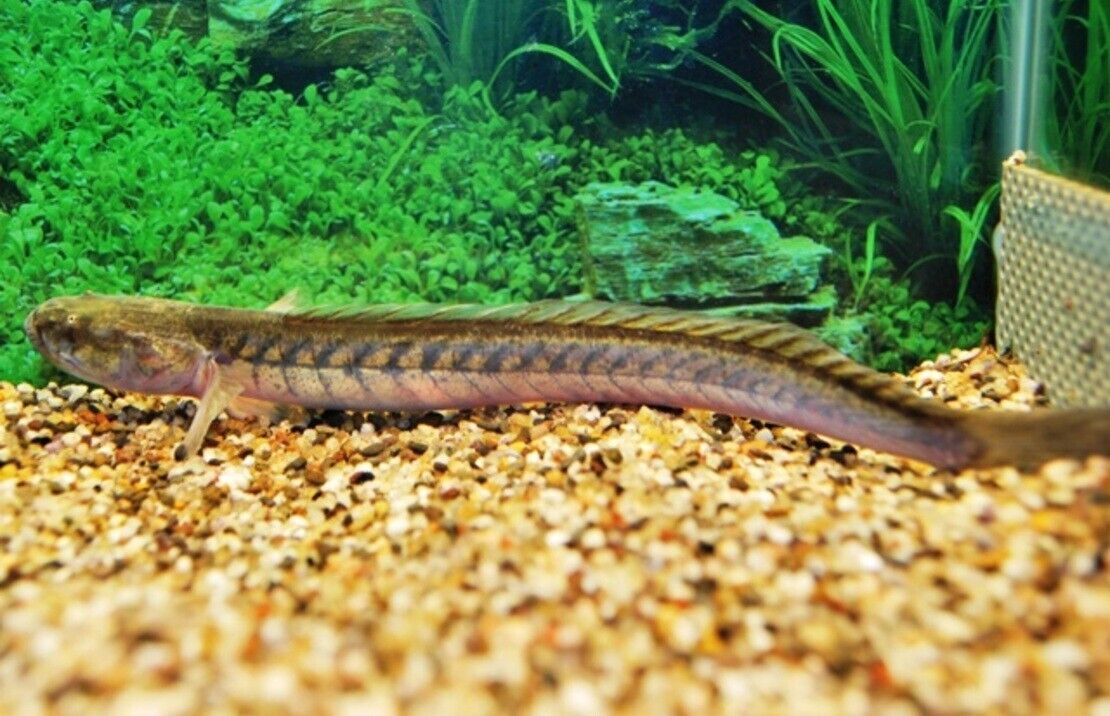 Dragon Fish Gobioidus Brousonetti MED Live Freshwater FAST SHIP