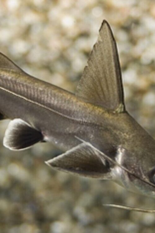 2x Blackfin Sharks MED size  awesome Active and healthy FAST SHIP