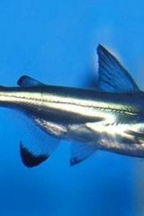 2x Iridescent Sharks 2″ awesome Active and healthy FAST SHIP