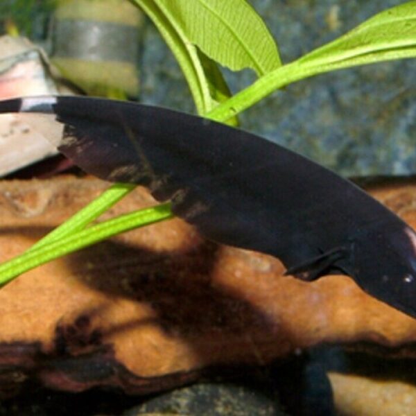 Black Ghost Knife Fish! Large Beautiful Fun tank addition! 🐠 Live Fish Fast Ship