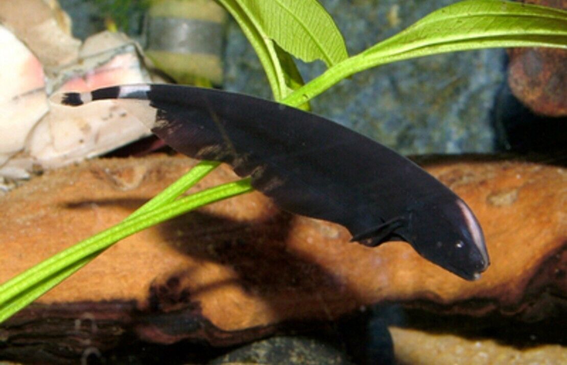 57-320.jpg Black Ghost Knife Fish! Large Beautiful Fun tank addition! 🐠 Live Fish Fast Ship - Image 1