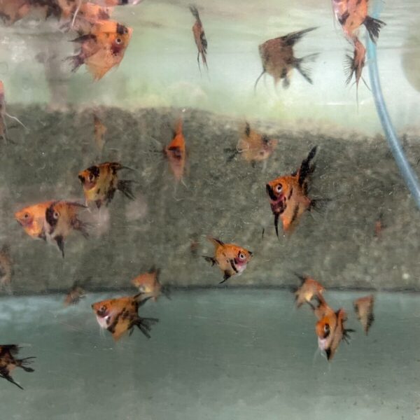 3 Pack Red Devil Angels Quarter+ Size Healthy Live Angel Fish tropical aquarium