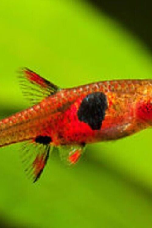 12 MACULATUS DWARF RASBORA (Boraras Maculatus) Nano Fish FAST SHIP Live Fish
