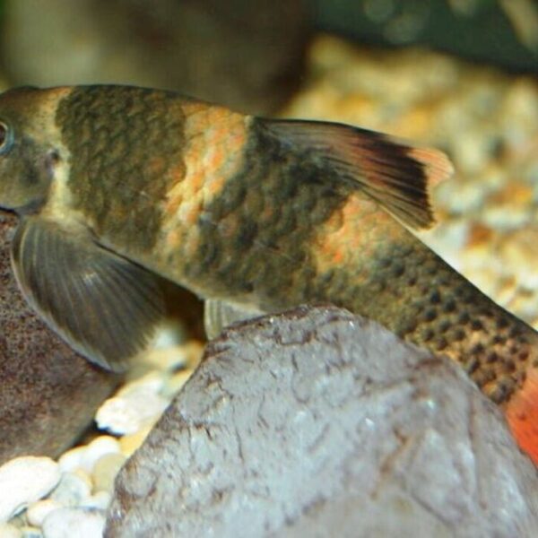 PANDA GARRA 2 Pack 1.5 - 2" Live Fish Active Healthy Aquarium Fish Fast Shipping