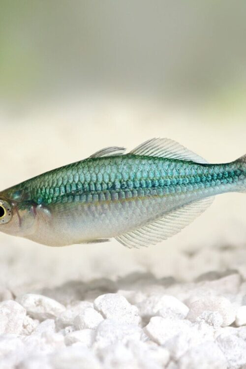 4 Pack Turquoise Rainbow M-L – Rainbowfish live Fish Beautiful Color and Healthy