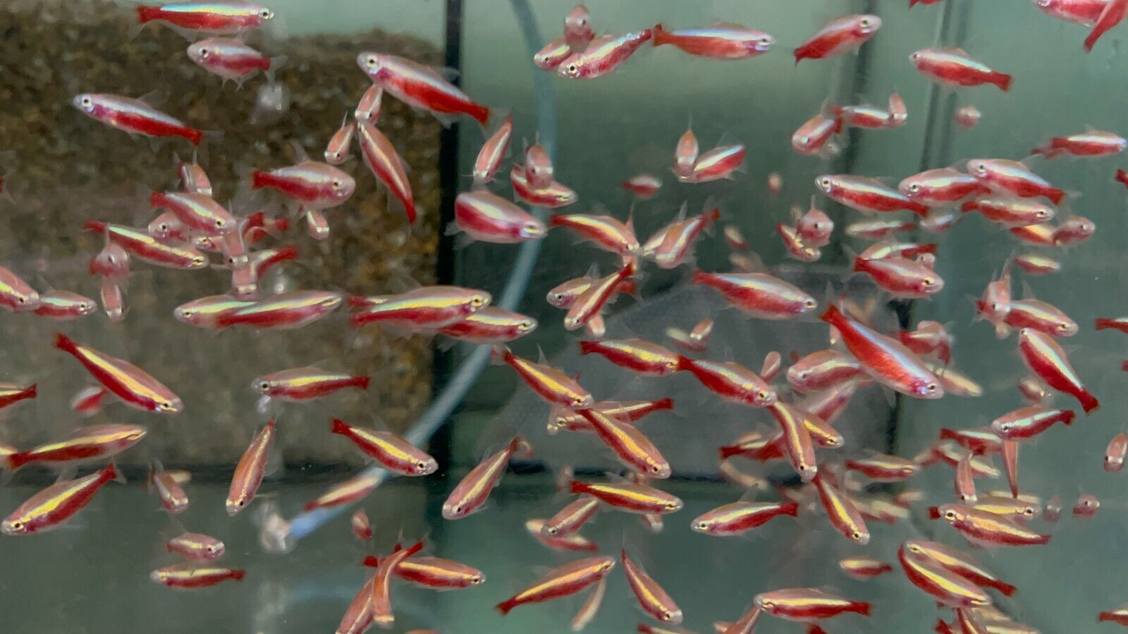57-339.jpg 6x GOLD Cardinal Tetras Small Striking Colors live Fish Better in person! Trust me! - Image 1