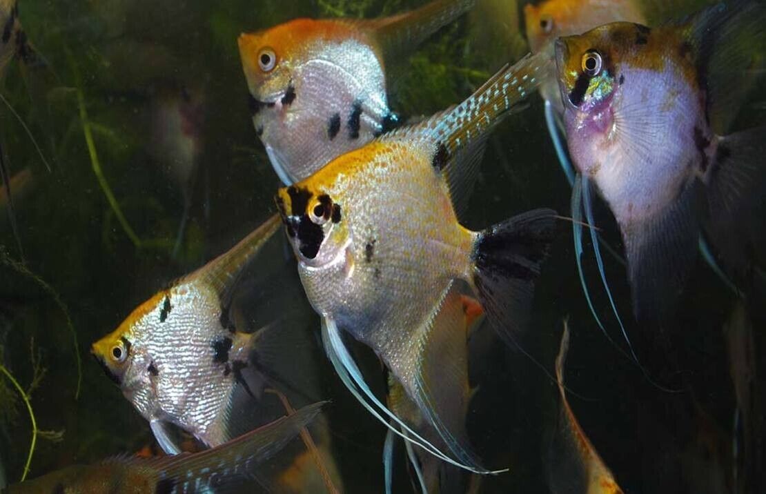 57-345.jpg 3 Panda Angel Fish Medium Size Body Healthy Live Angel Fish tropical aquarium - Image 1