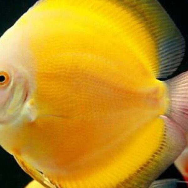 Golden Discus Fish 2.5" Size Body Healthy Live Discus Fish tropical aquarium