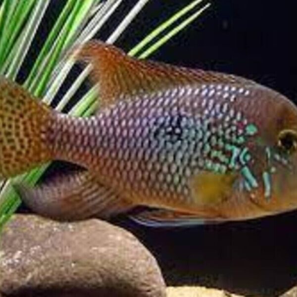3 GEOPHAGUS BRASILIENSIS CICHLID 1.75" Beautiful Pearl Cichlid Live Fish