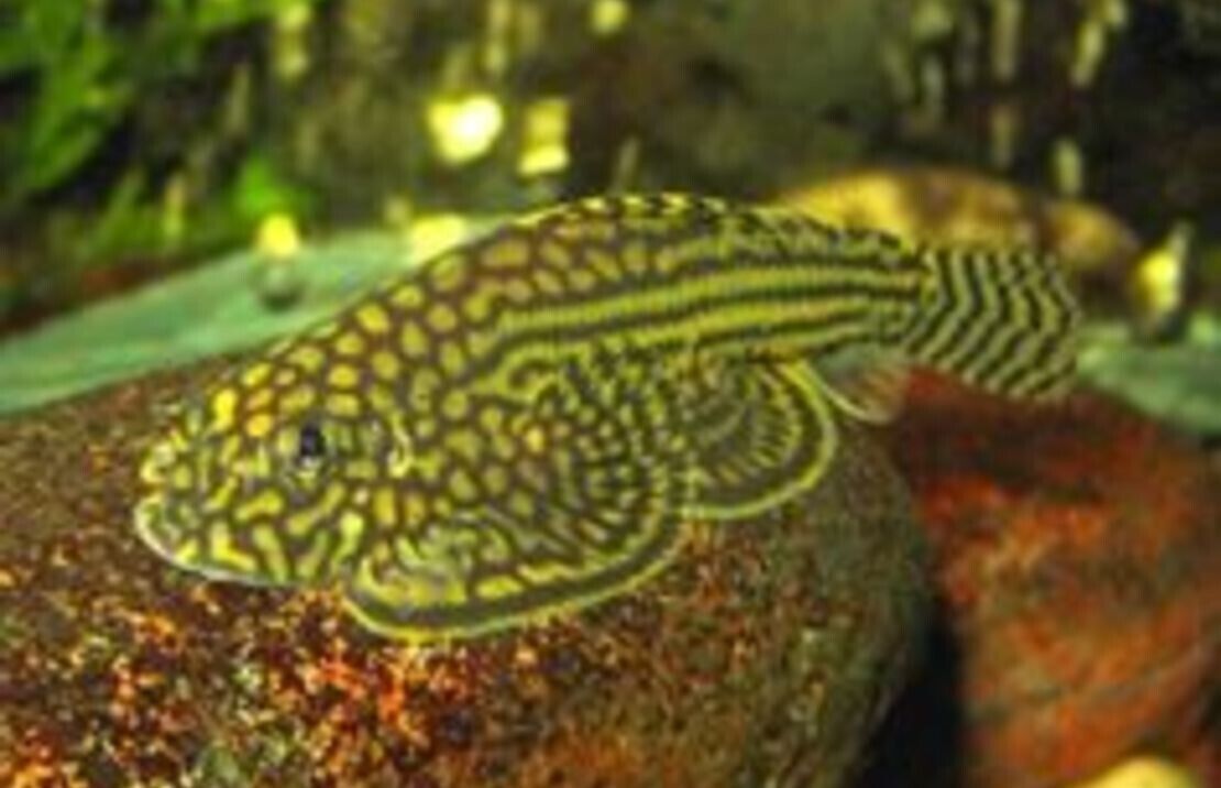 3 pk - Dazzling Borneo Butterfly Loach - Algae Eater Live Fish WOW