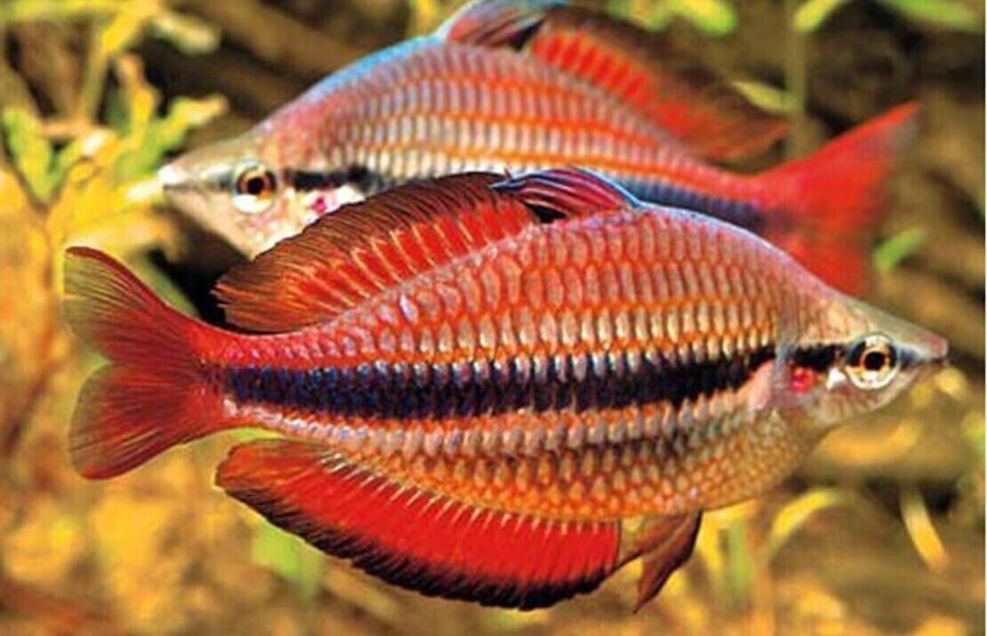 57-363.jpg 2 PACK Goyder River Rainbow - Rainbowfish live Fish - Image 1