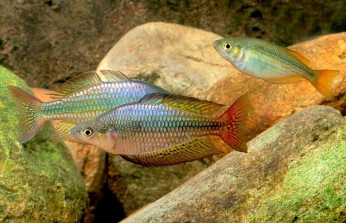57-365.jpg 2 PACK Deep Water Creek Rainbow - Rainbowfish live Fish Tropical Aquarium Fish - Image 1