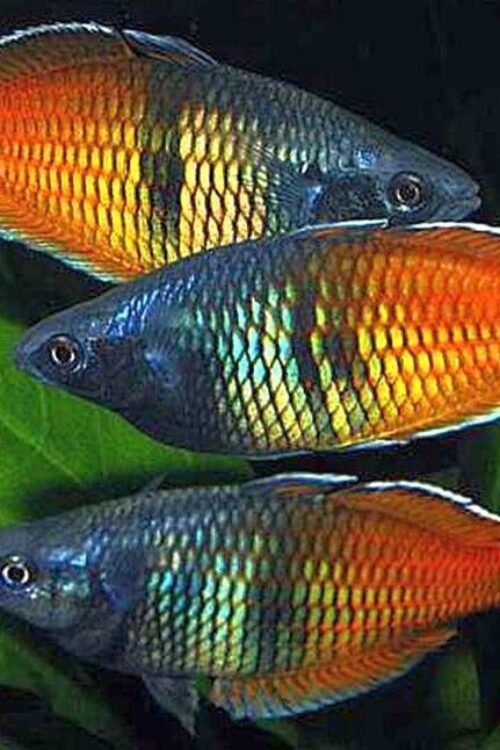 4 Pack Orange Boesemani Rainbow Freshwater Aquarium Live Fish Small – Medium Beautiful Fish!