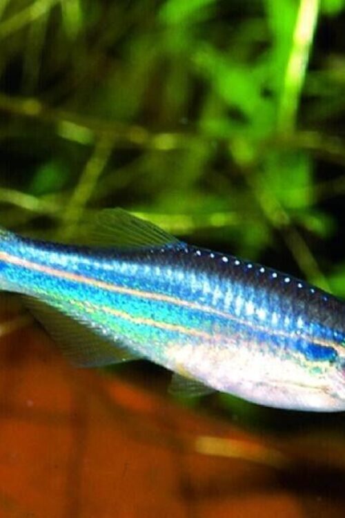 🐟12x Longfin Blue Danio – Elegance Unleashed! 🐟 FAST SHIP LIVE FISH