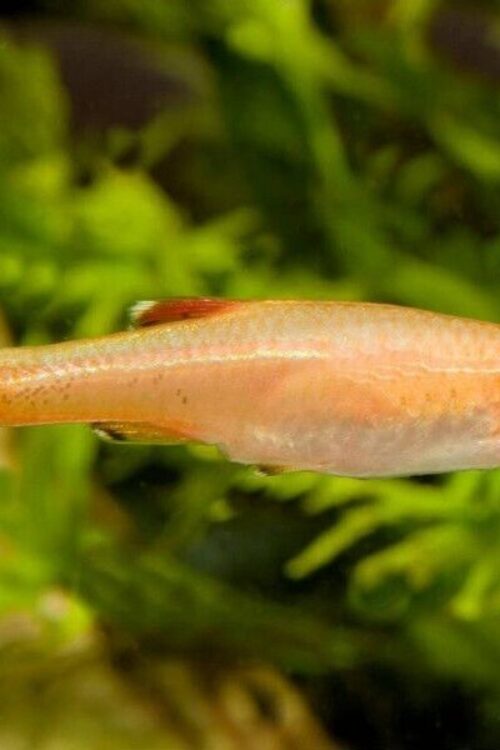 🐟6x Gold White Cloud Danio Elegance Unleashed! 🐟 FAST SHIP LIVE FISH