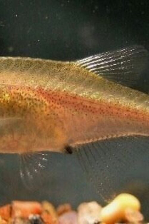 6-Pack Red Dwarf Rasbora Vibrant Nano Tank Live Fish: Colorful FAST SHIP