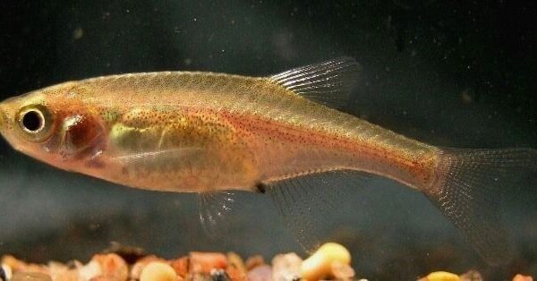 6-Pack Red Dwarf Rasbora Vibrant Nano Tank Live Fish: Colorful FAST SHIP