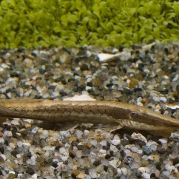 2 Farlowella Twig Catfish 1-1.5"+ Live Fish A great tank addition