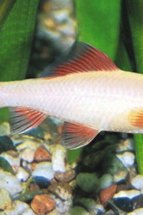 3x Albino Redtail Sharks 2″ awesome Active and healthy Live Freshwater Fish