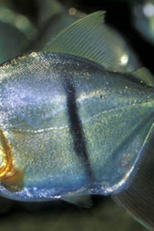 2X Black Barred – Metynnis- 1″ -1.5″ Live Fish small Healthy Beautiful Live Aquarium Fish