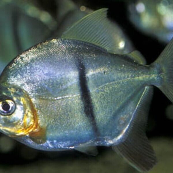 2X Black Barred - Metynnis- 1" -1.5" Live Fish small Healthy Beautiful Live Aquarium Fish