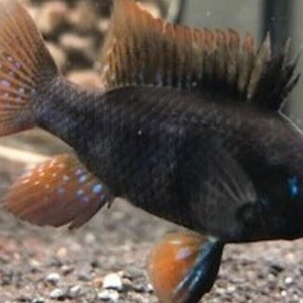 🌟 2 Mesmerizing Black German Ramirezi - Awesome Black German Ram Live Fish 🐠