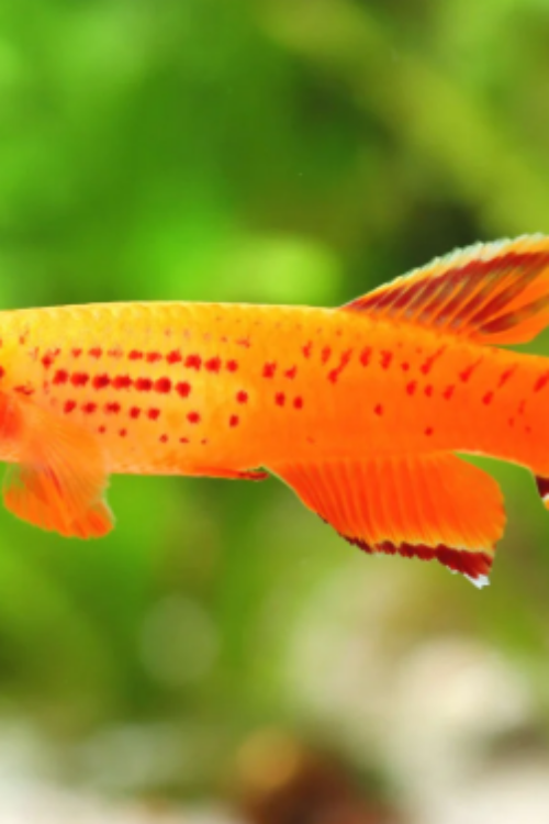 1 PAIR Male & Female Australe Gold Killifish Aphyosemion Australi