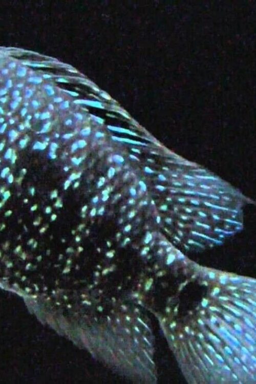 3 Electric Blue Texas Cichlid Small Electrify Your Aquarium