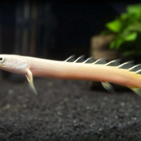 Albino Senegal Bichir 2.5 - 3" Polypterus ornatipinnis Aquarium Fish Lively